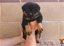 rottweiler puppy posted by vonaslanrottweilers