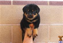 rottweiler puppy posted by vonaslanrottweilers