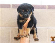 rottweiler puppy posted by vonaslanrottweilers