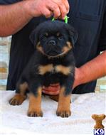 rottweiler puppy posted by vonaslanrottweilers