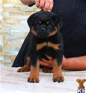 rottweiler puppy posted by vonaslanrottweilers