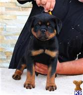 rottweiler puppy posted by vonaslanrottweilers