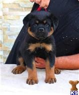 rottweiler puppy posted by vonaslanrottweilers