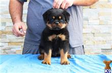 rottweiler puppy posted by vonaslanrottweilers
