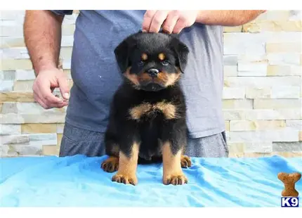 Rottweiler