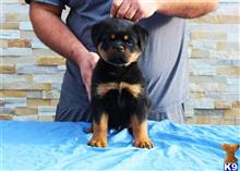rottweiler puppy posted by vonaslanrottweilers