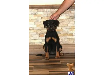 AKC German Rottweiler Puppy available Rottweiler puppy located in Sun Valley