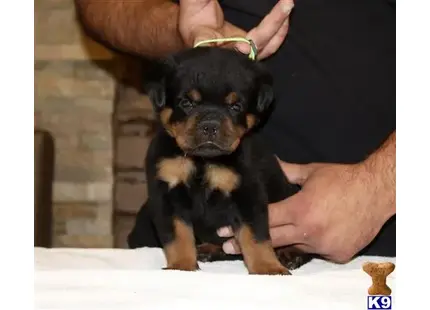 Rottweiler