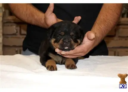 The Best Looking AKC German Rottweiler Puppies available Rottweiler puppy located in Sun Valley