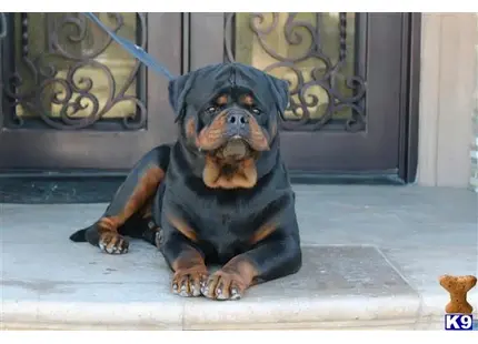 Rottweiler