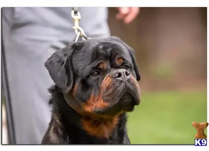 Rottweiler