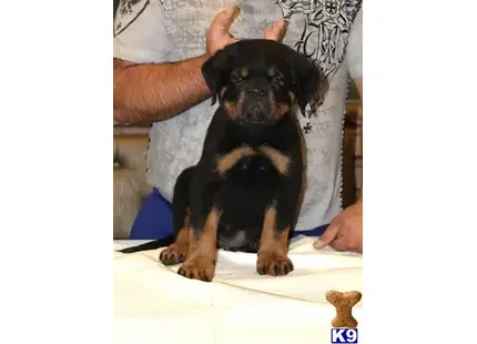 Super Gorgeous AKC Rottweiler Puppies available Rottweiler puppy located in Sun Valley