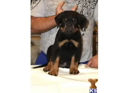 Rottweiler