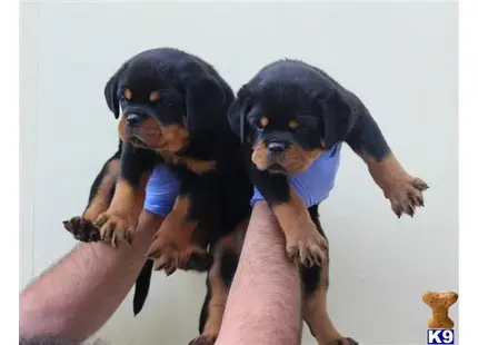 WORLD CLASS AKC EUROPEAN ROTTWEILER PUPPIES available Rottweiler puppy located in Sun Valley