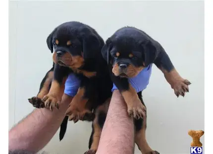 Rottweiler