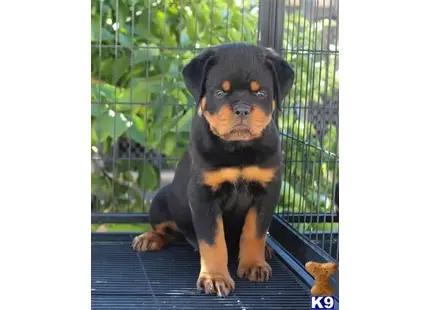 Most Beautiful AKC German Rottweiler Puppies available Rottweiler puppy located in Sun Valley