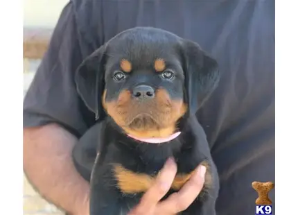 Rottweiler