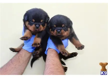  TOP NOTCH AKC GERMAN ROTTWEILER PUPPIES available Rottweiler puppy located in Sun Valley