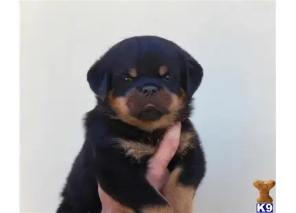 TOP QUALITY AKC GERMAN ROTTWEILER PUPPIES available Rottweiler puppy located in Sun Valley