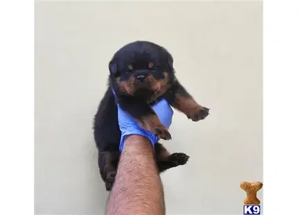 AKC German Rottweiler Puppies available Rottweiler puppy located in Sun Valley