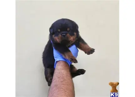 Rottweiler