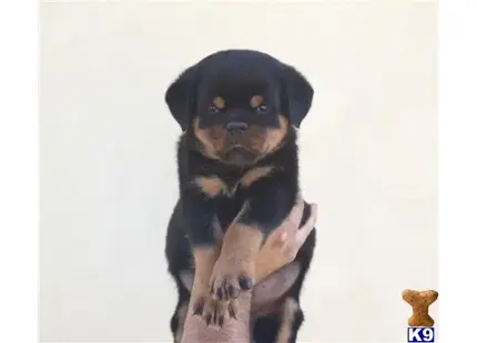 The Best Looking German Rottweiler Puppies available Rottweiler puppy located in Sun Valley