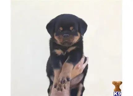 Rottweiler