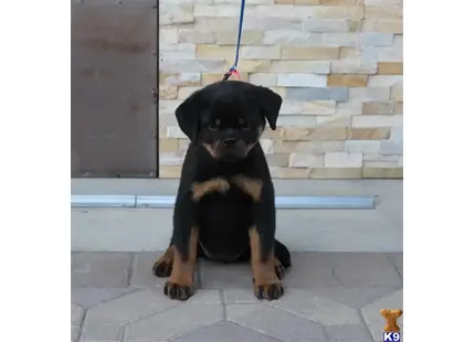 WORLD CLASS AKC EUROPEAN ROTTWEILER PUPPIES available Rottweiler puppy located in Sun Valley