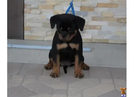 Top Quality AKC German Rottweiler Puppies available Rottweiler puppy located in Sun Valley