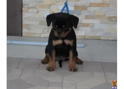 Rottweiler