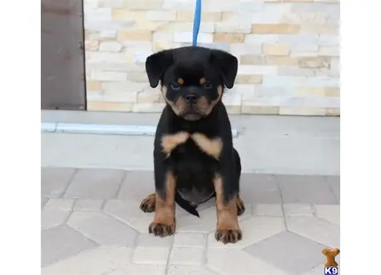 AKC German Rottweiler Puppy available Rottweiler puppy located in Sun Valley