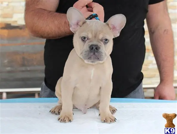 French Bulldog