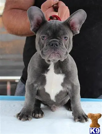 French Bulldog