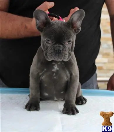 French Bulldog puppy for sale