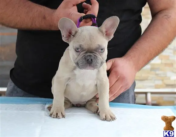 French Bulldog