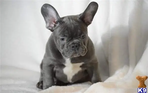 French Bulldog puppy for sale