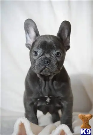 French Bulldog