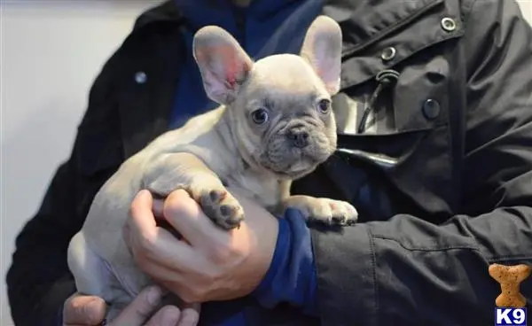 French Bulldog