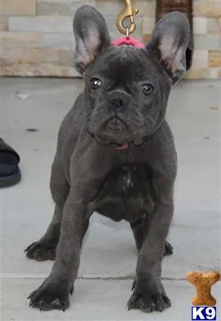 French Bulldog