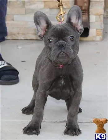 French Bulldog puppy for sale