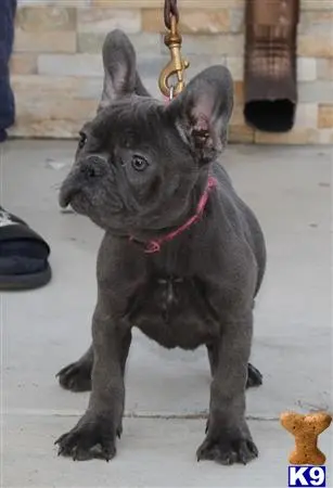 French Bulldog puppy for sale