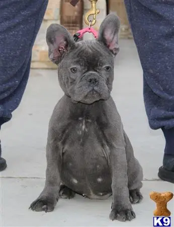 French Bulldog