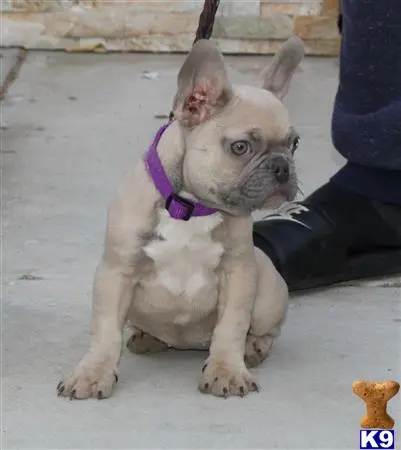 French Bulldog puppy for sale