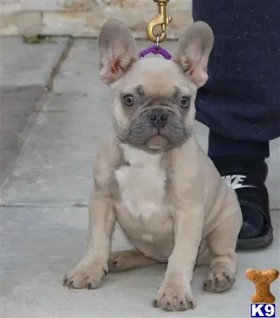 French Bulldog