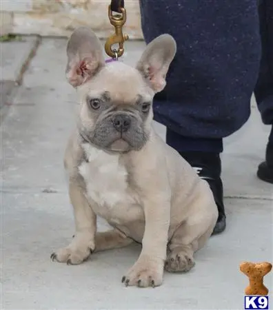 French Bulldog puppy for sale