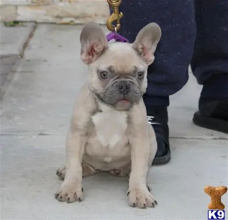 French Bulldog puppy for sale