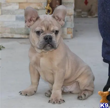 French Bulldog puppy for sale