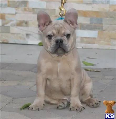 French Bulldog puppy for sale