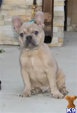 French Bulldog