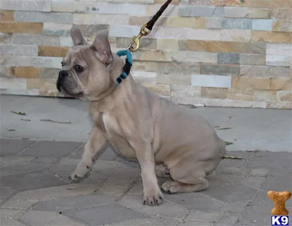 French Bulldog puppy for sale